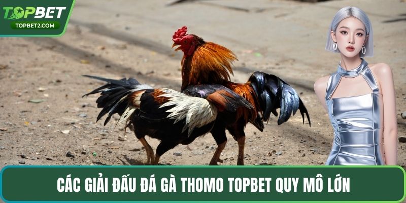 Các giải đấu đá gà thomo Topbet quy mô lớn