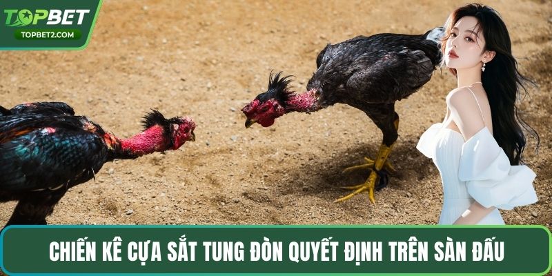 Chiến kê cựa sắt tung đòn quyết định trên sàn đấu