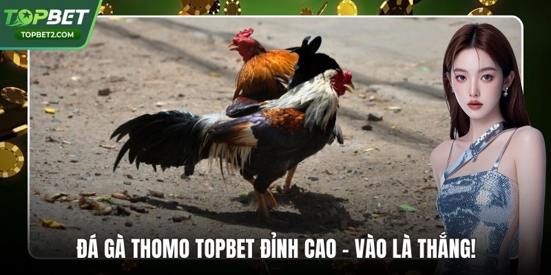 Đá Gà Thomo Topbet Đỉnh Cao – Vào Là Thắng!