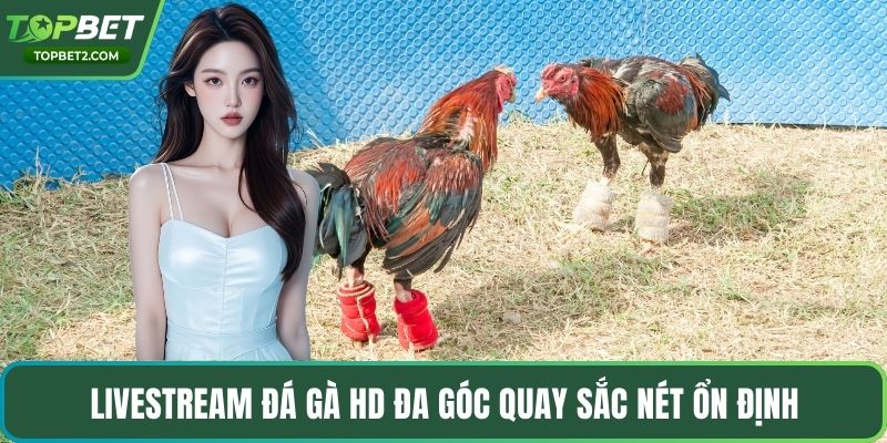 Livestream đá gà HD đa góc quay sắc nét ổn định