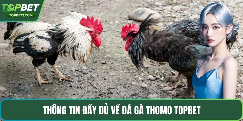 Thông tin đầy đủ về đá gà thomo Topbet