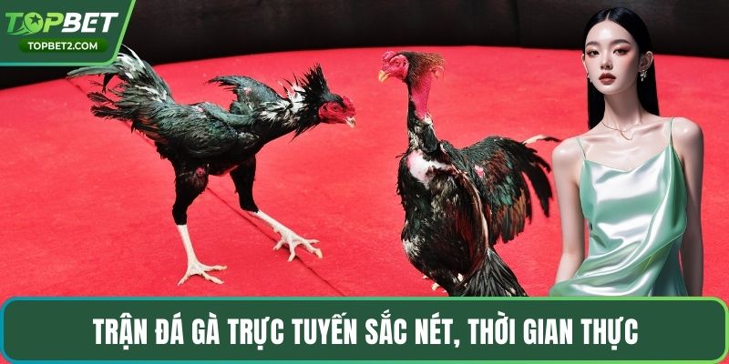 Trận đá gà trực tuyến sắc nét, thời gian thực
