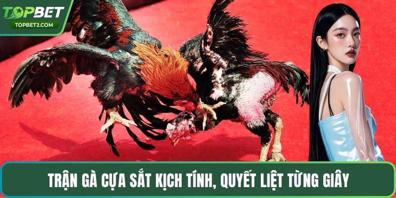 Trận gà cựa sắt kịch tính, quyết liệt từng giây